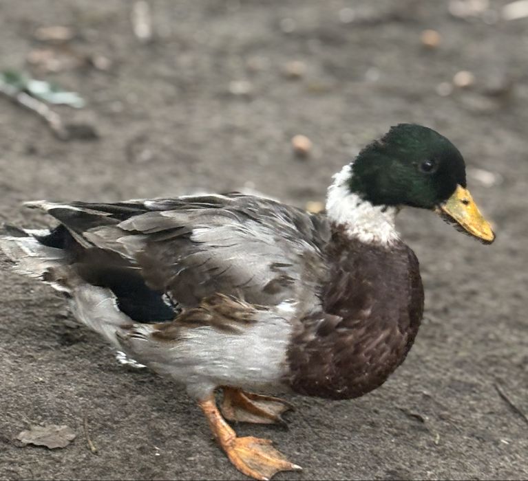 Call duck, kaczki krzykaczki - kaczory.