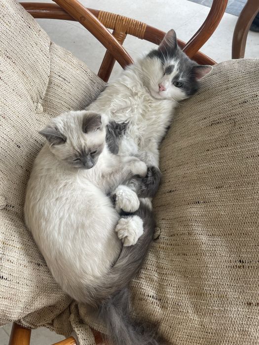 Отдам котят в хорошие руки в ноябре