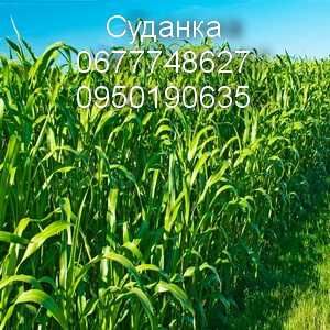 Суданка "Білявка" !!!