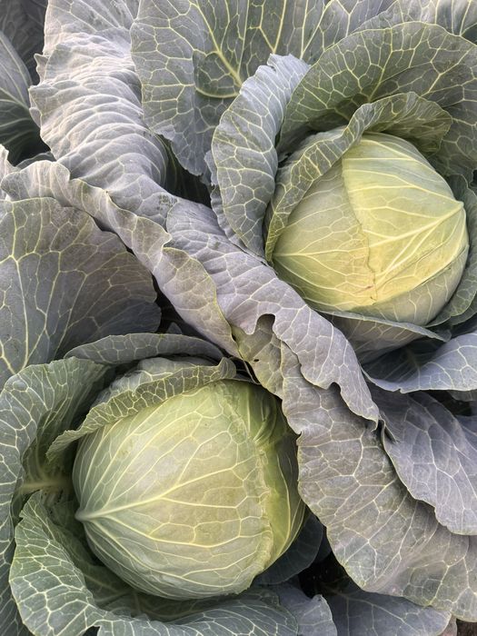 Продам капусту мегатон