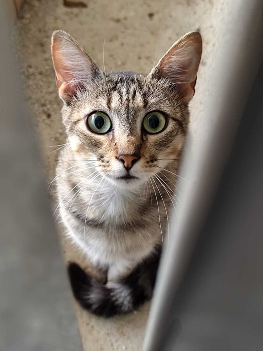 BOSQUE (Macho, Adulto) Para Adoção