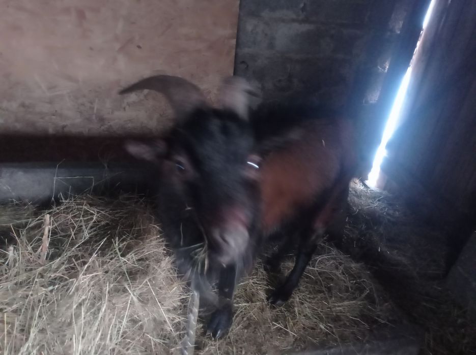 Чистокровный камерунский мини козлик, срочно. Цена шара