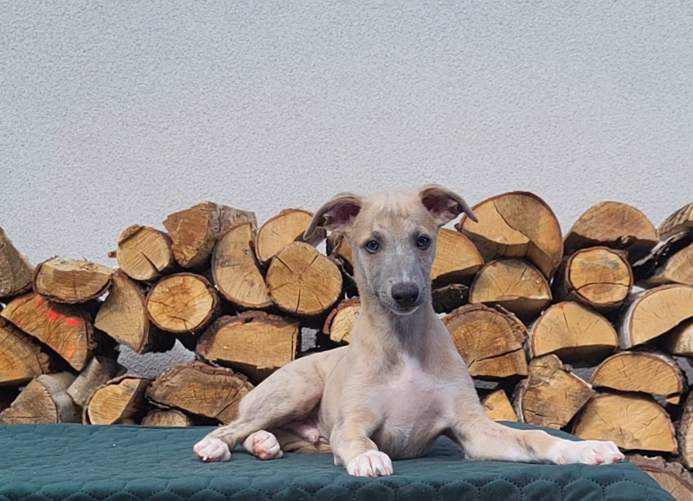 Szczeniaczki  - whippet