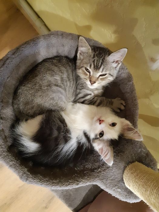 Віддам кошенят у добрі руки.