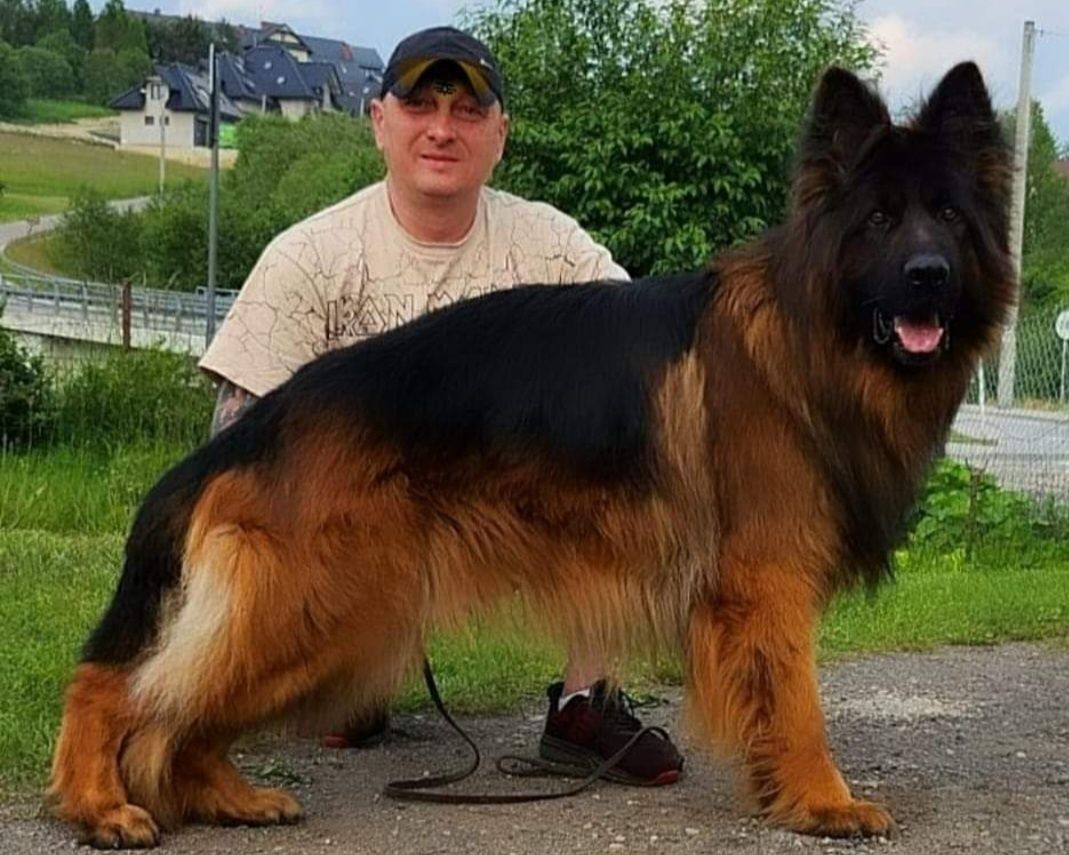 Owczarek niemiecki długowłosy pies
