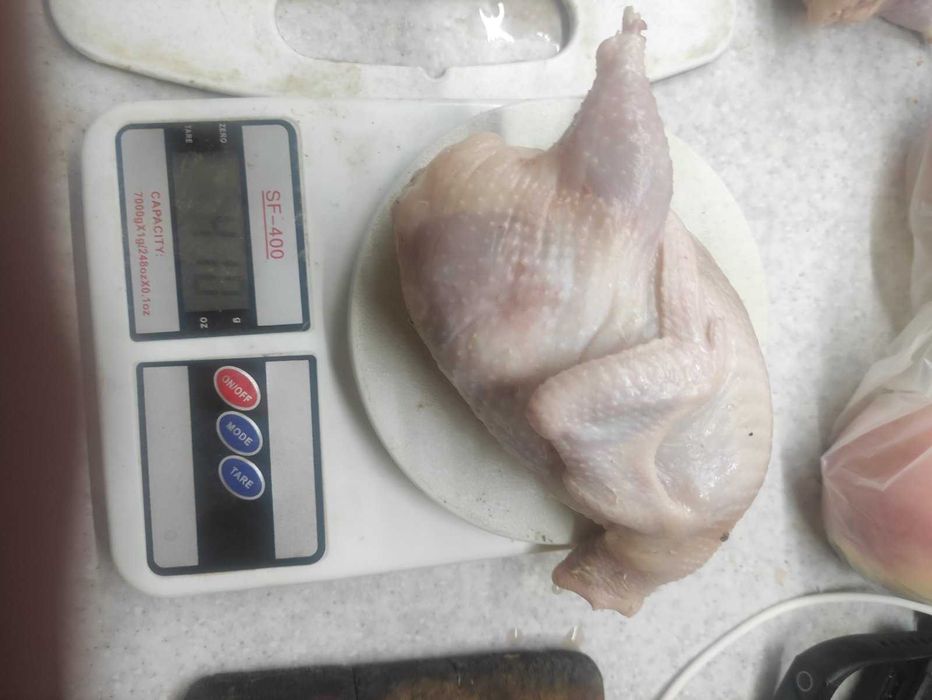 Продаю перепелок разных возрастов ( от суточных до несушек)