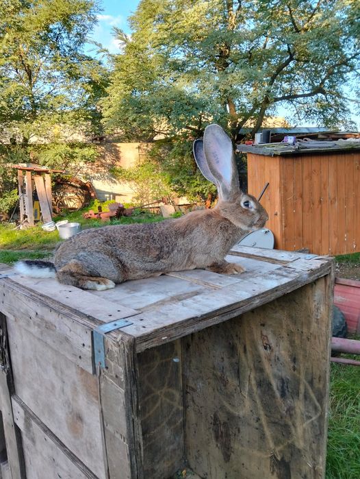 Sprzedam młoda samice Belgijski Olbrzym Szary