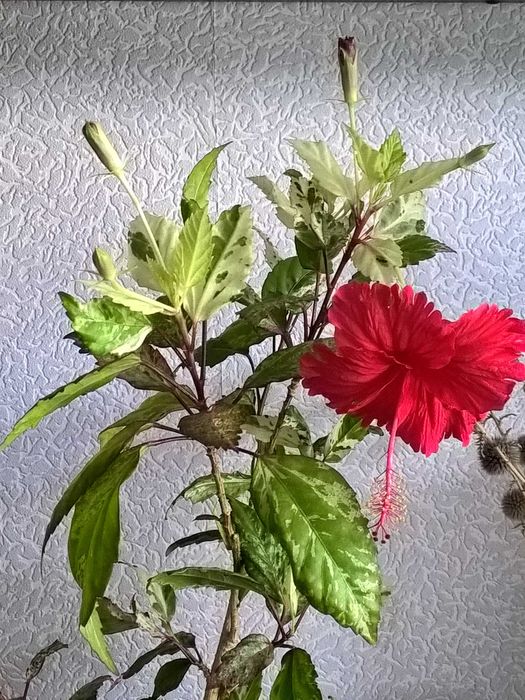 Продам  укорененный росток гибискуса сноу квин