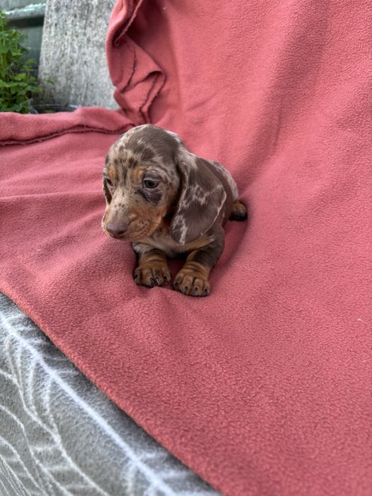 Teckel macho miniatura