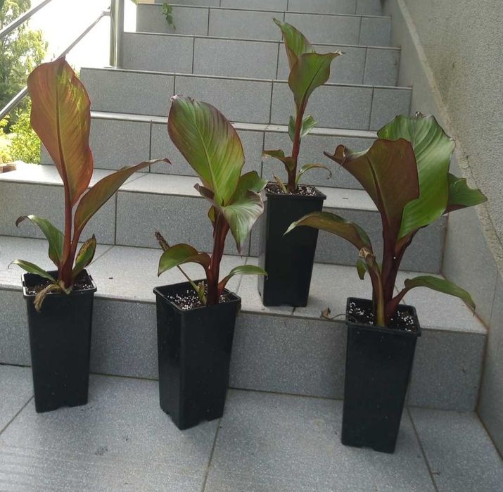 Sprzedam Bananowce Abisyńskie Ensete Maurelli (czerwone) sadzonki