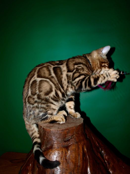 Отличный котенок.Мальчик. Документы.