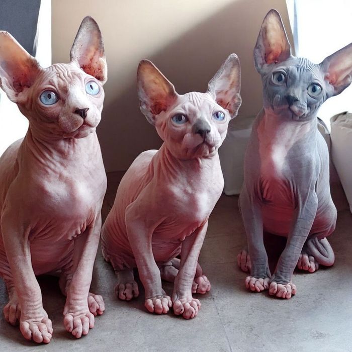 Канадские сфинксы