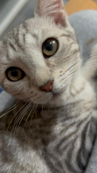Łajbus żywe srebro chce pobiec do domu-kot do adopcji