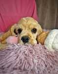Cocker spaniel amerykański fci