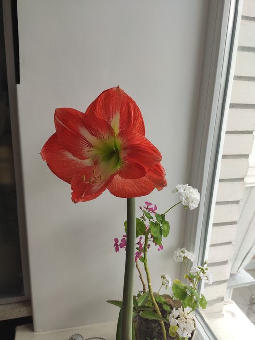 Амариліс, грамофон