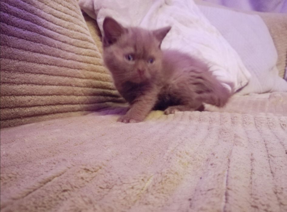 Kotek Brytyjski cynamonowa kotkay .. Puchate Cudo .. kociak