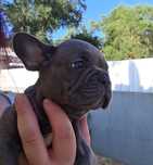 Bulldogue francês blue