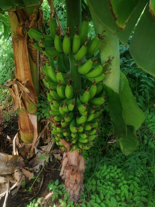 Bananeiras da Madeira Musa