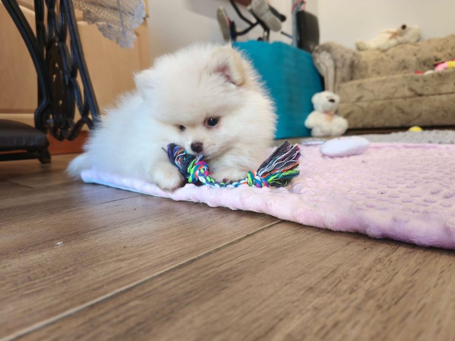 Szpic miniaturowy pomeranian