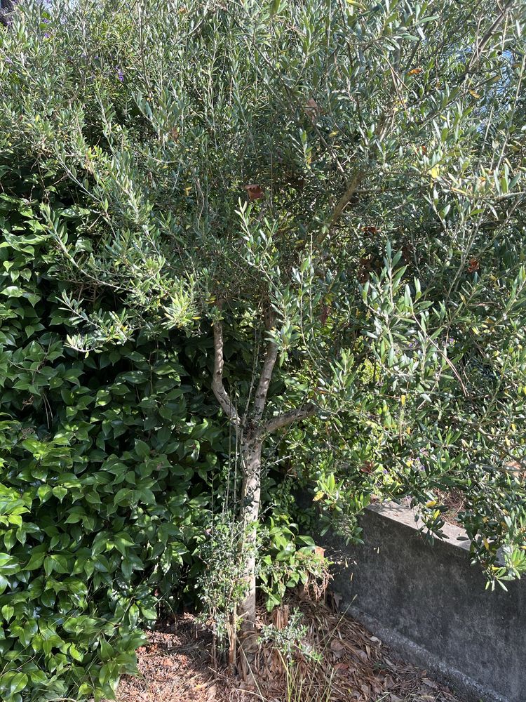 Oliveira robusta