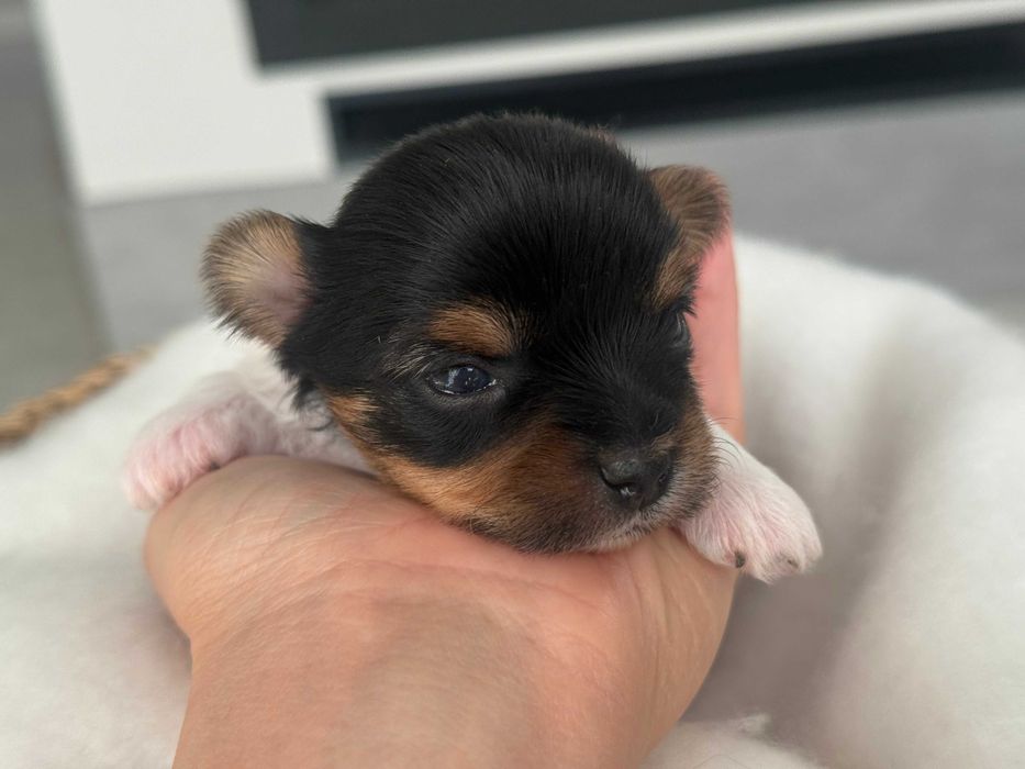 Yorkshire terrier Biewer , York , metryka ZKwP FCI , mały piesek Hugo