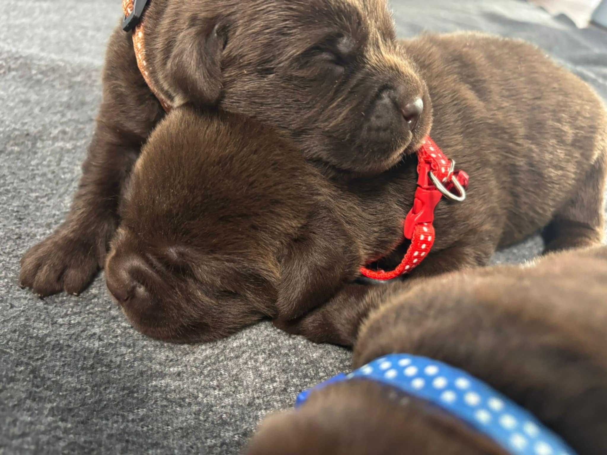 Piesek Labrador Retriever wybitne pochodzenie