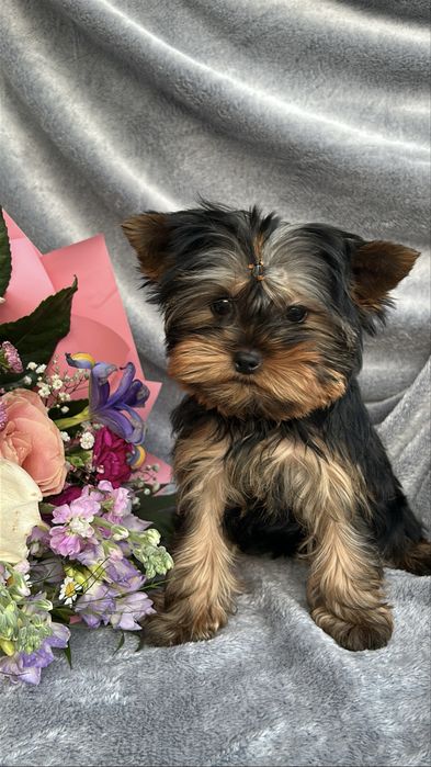 Yorkshire Terrier z rodowódem FCI piesek gotowy do odbioru