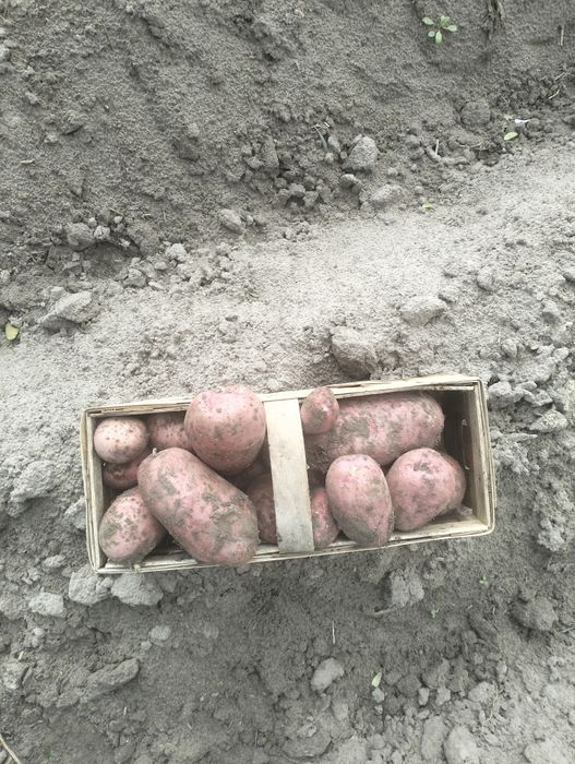 Sprzedam ziemniaki Ricardo