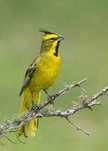 Cardeal Amarelo e Verdes