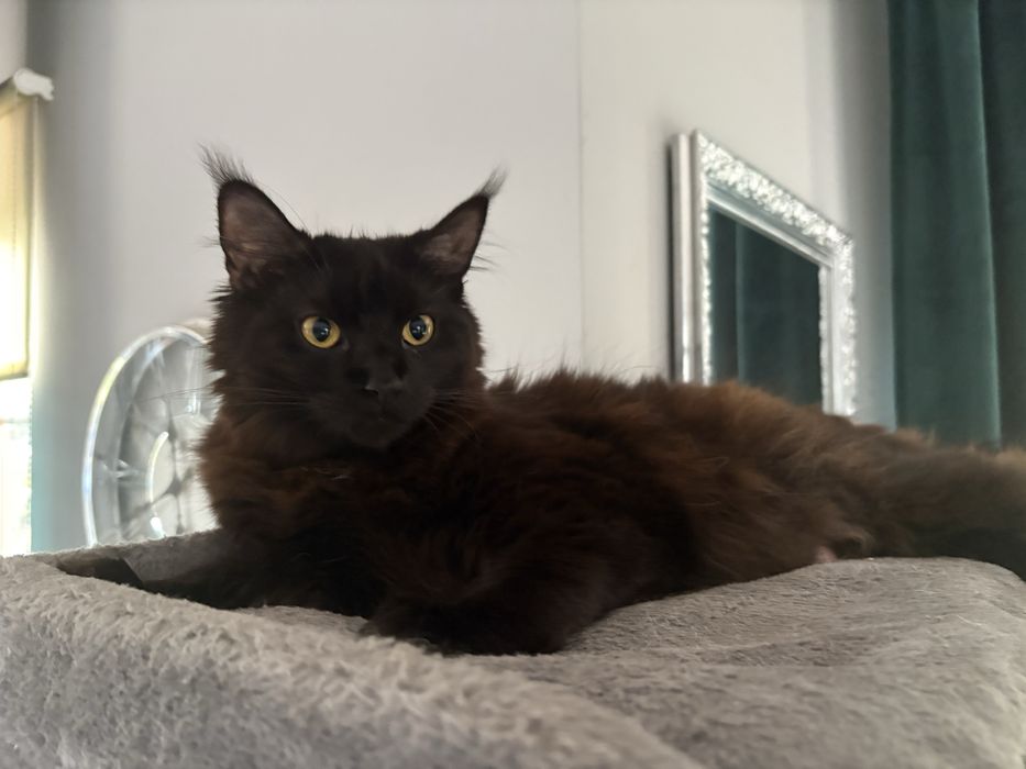 Maine Coon - kotka