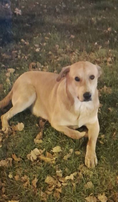 Отдам даром в добрые руки собаку метис лабрадора