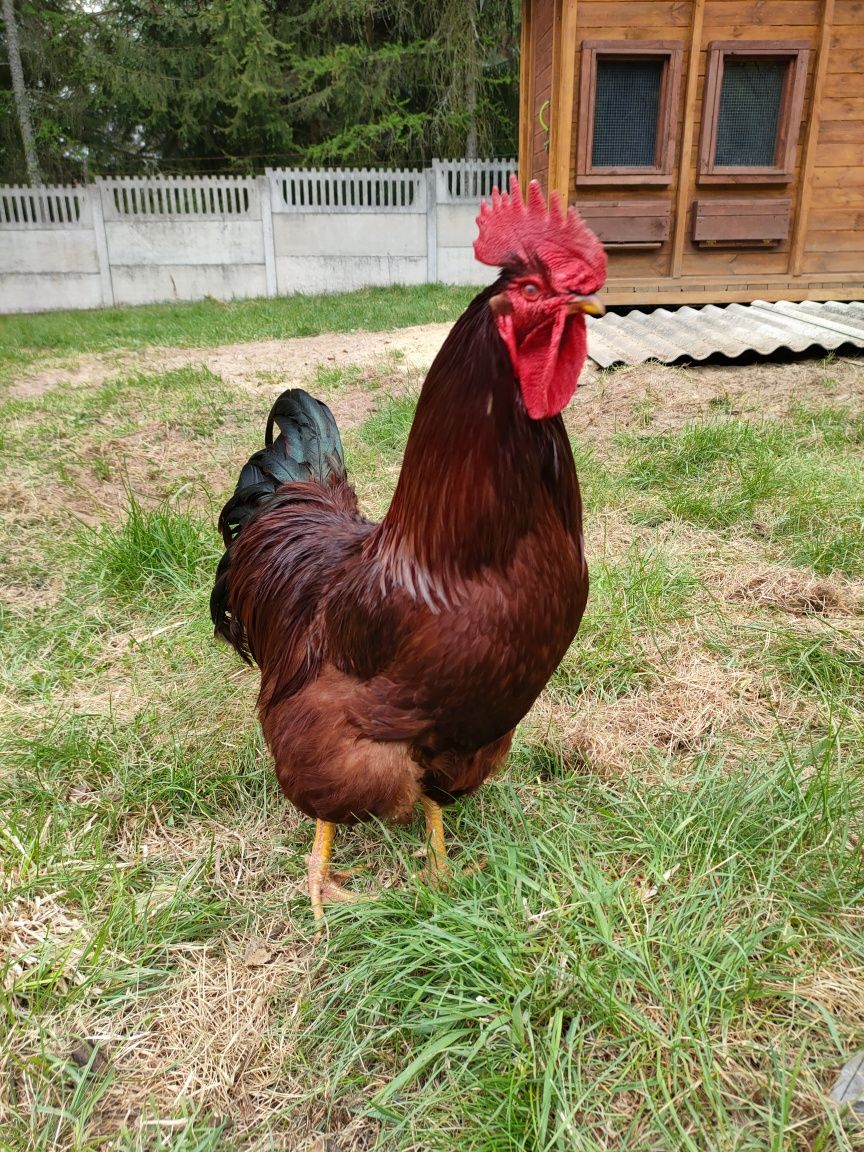 Sprzedam Kury Leghorn , Koguty Zielonóżki, Zagrodowe , Karmazyn