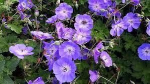 Geranium Rozanne