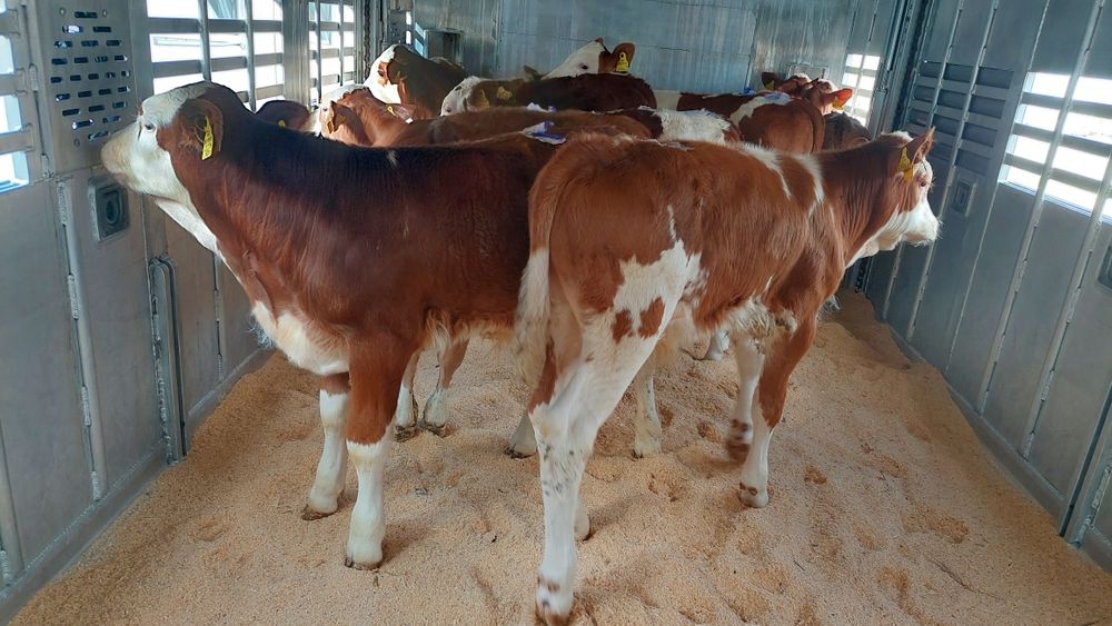 Byczki simental żarłaki