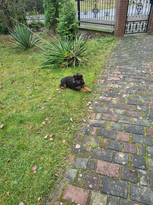 Owczarek niemiecki długowłosy - szczenię