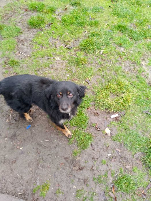 Oddam psa w dobre ręce.