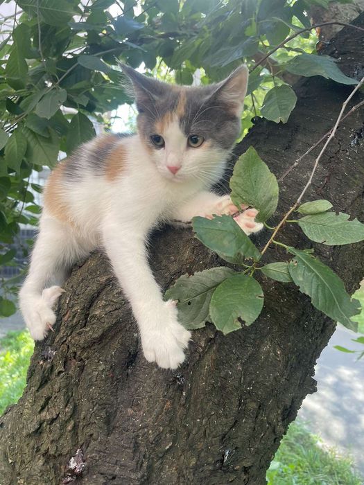 Отдам котенка трехцветку, 3 месяца, девочка