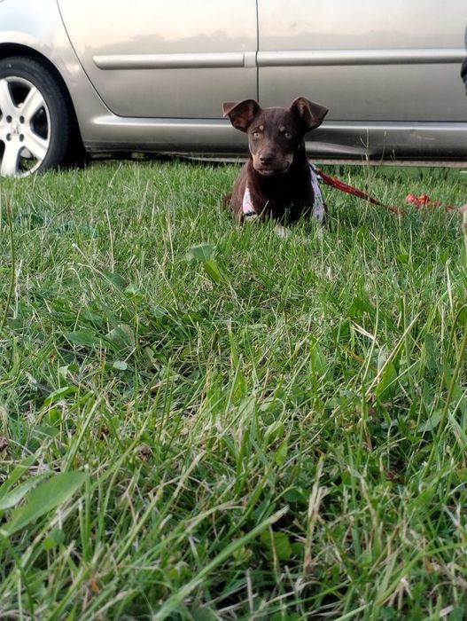 Piesek suczka do adopcji