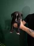 Amstaff Pies Czarny