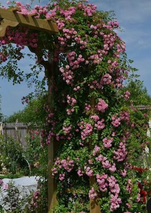 Роза плетиста Утиголд Фолс