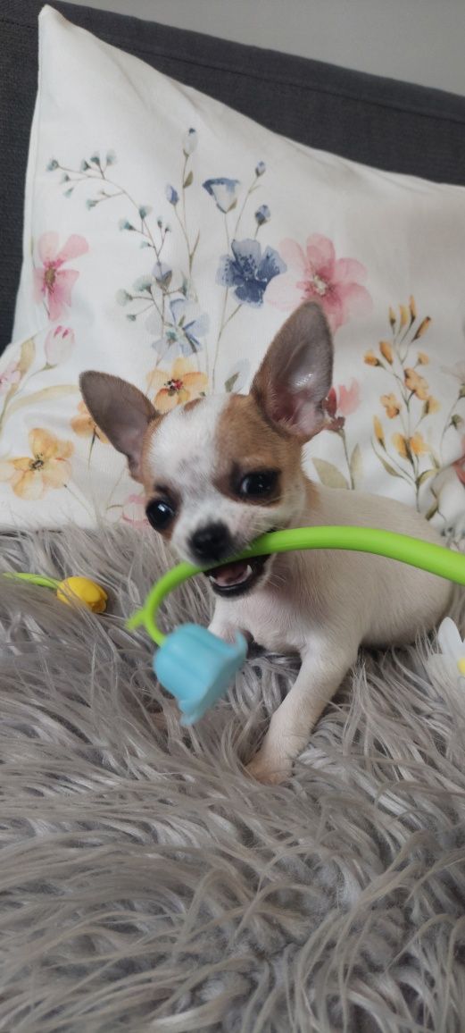 ZAREZERWOWANY !!! Chihuahua malutki piesek