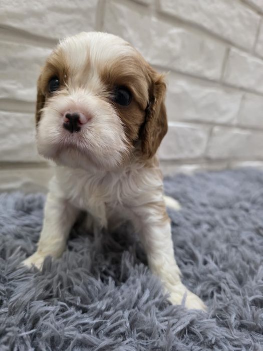 Cavalier King Charles Spaniel pies blenheim