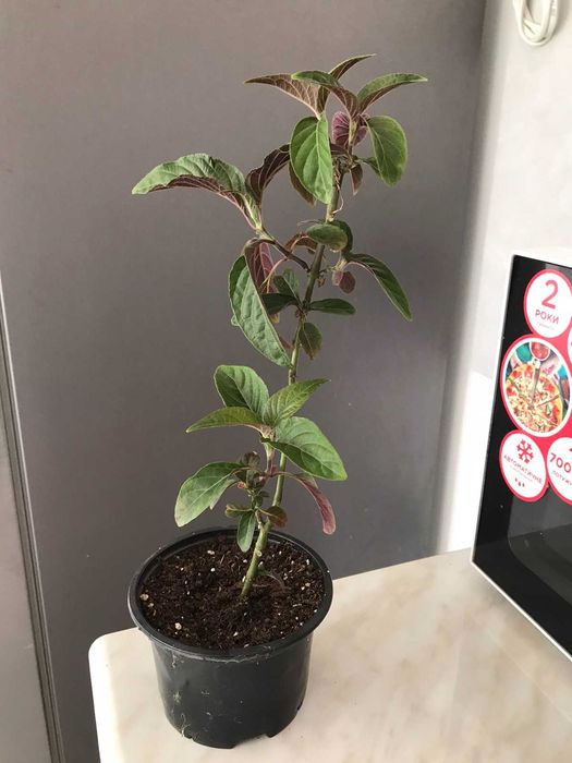 Якобінія Jacobinia carnea, кімнатна рослина