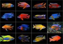 Pyszczaki auratus demasoni sokolof saulosi red red yellow i inne