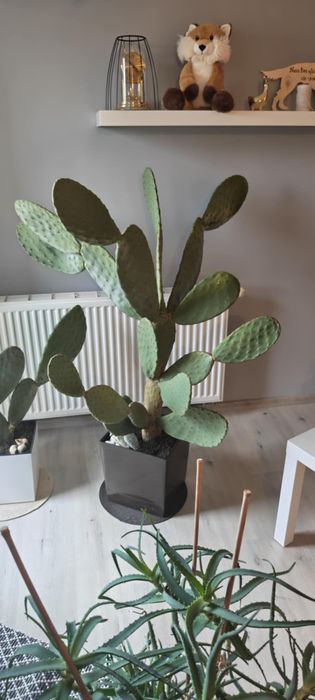 Opuncja figowa duża