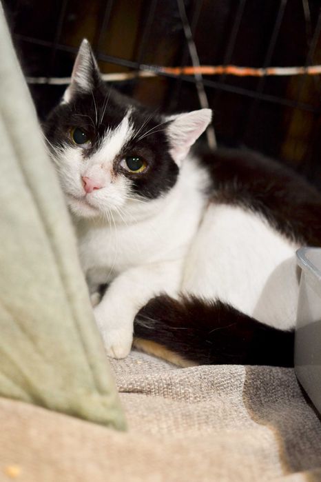 Melisa - spokojna, delikatna kotka do adopcji!