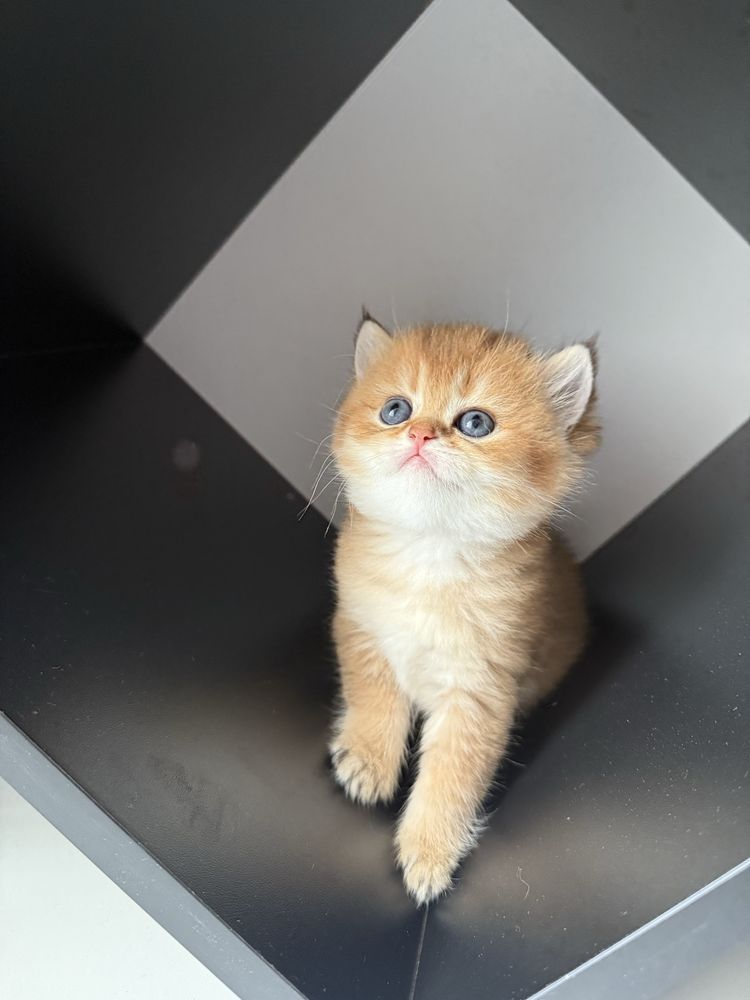 Кошенята золота шиншила