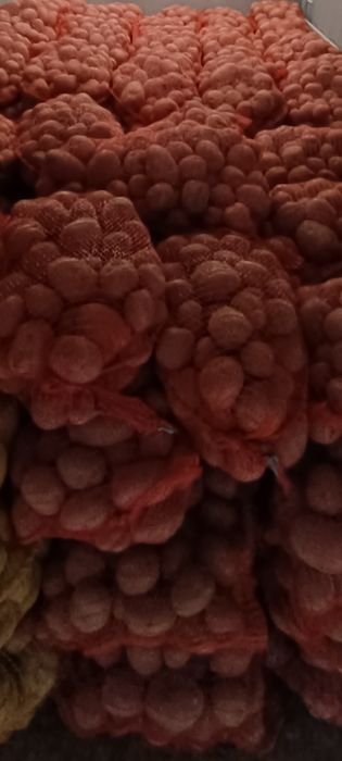 Ziemniaki jadalne Bellarosa