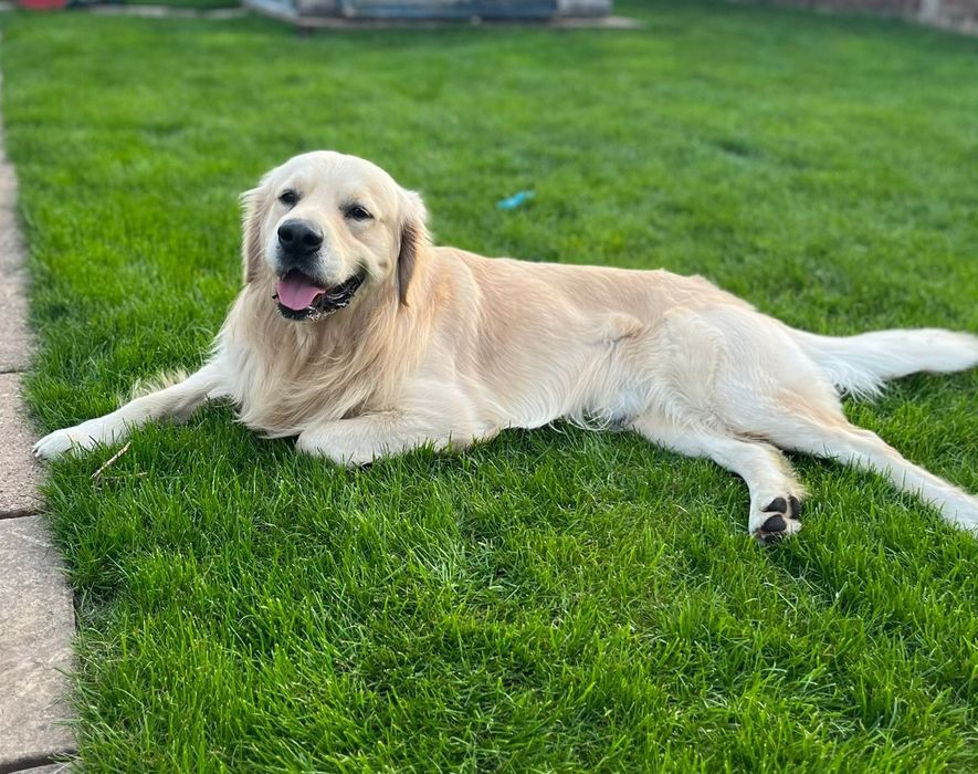 Golden Retriever Reproduktor