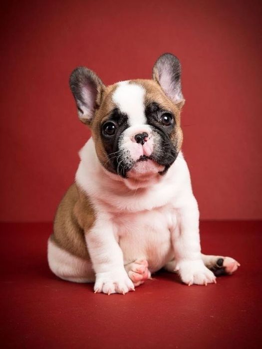 Bulldog Francês top